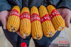 河南农大玉米新品种受追捧